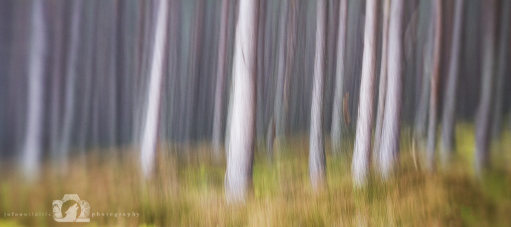 Into the Woods