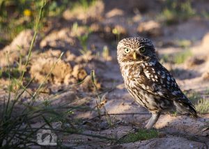 2016-05-22-001-JoFoo-Wildlife-Photography-Birds-European-Little-Owl-Spain WR