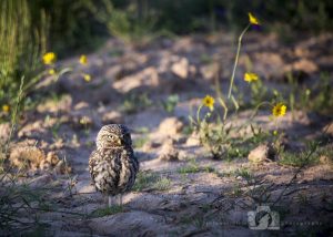 2016-05-22-004-JoFoo-Wildlife-Photography-Birds-European-Little-Owl-Spain WR