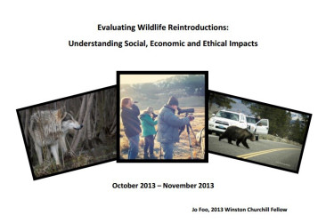 Title page of my WCMT report. Three photos on a white background - wolf, wildlife watchers, bear