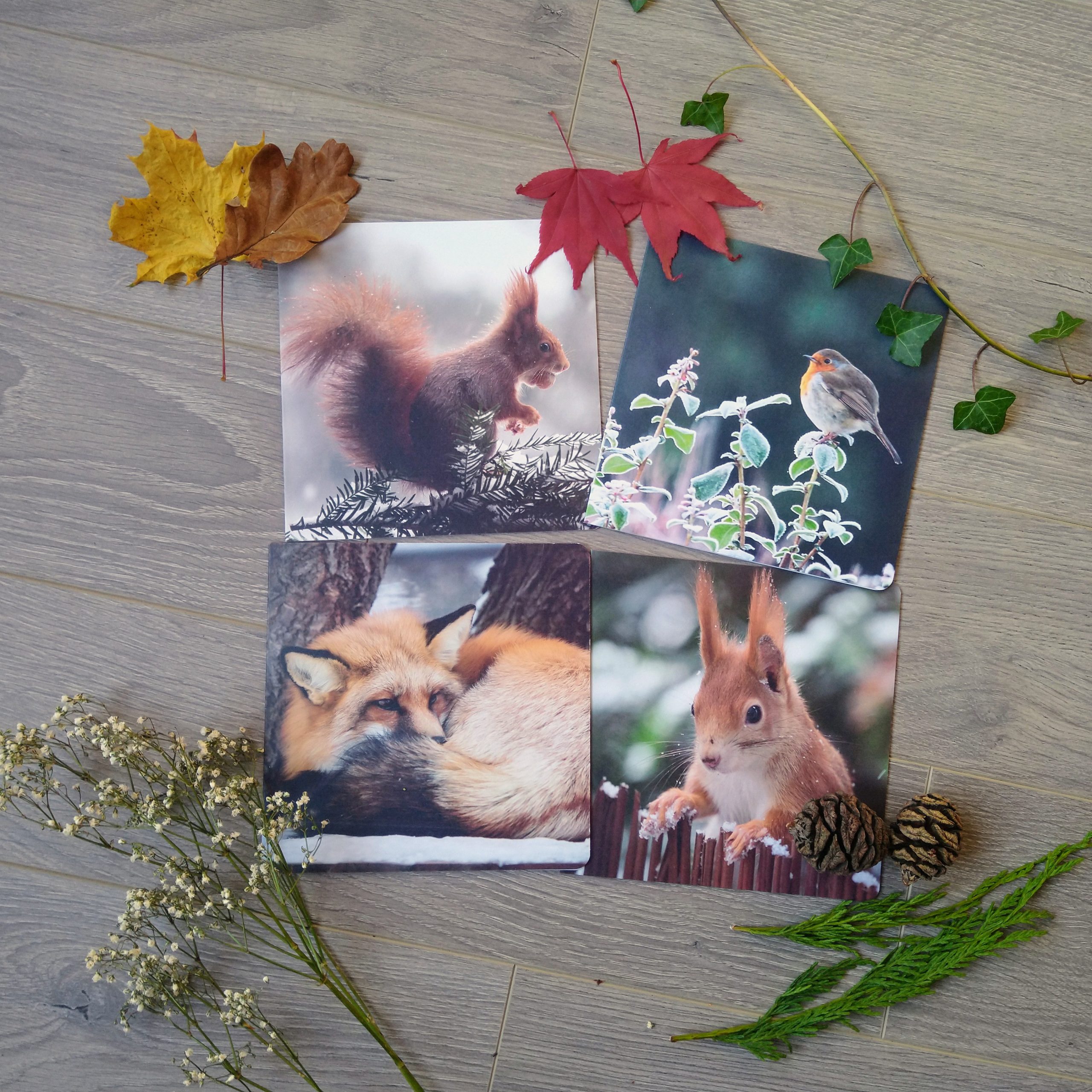 Winter Wildlife