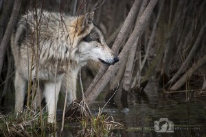 2010-03-29-JoFoo-Wildlife-Photography-Animal-Ambassadors-Wolf-Park-Wolf-in-the-Willows WR