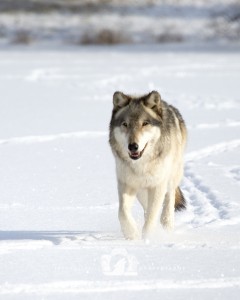 2015-03-11-005-JoFooWildlifePhotography-WolfPark-Wolves WR