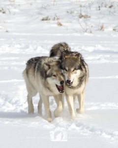2015-03-11-016-JoFooWildlifePhotography-WolfPark-Wolves WR