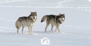 2015-03-11-017-JoFooWildlifePhotography-WolfPark-Wolves WR