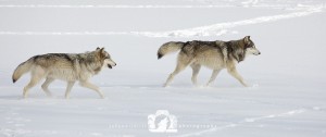 2015-03-11-018-JoFooWildlifePhotography-WolfPark-Wolves WR