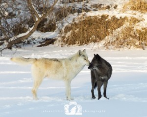 2016-01-12-034-JoFooWildlifePhotography-WolfPark-Wolves WR