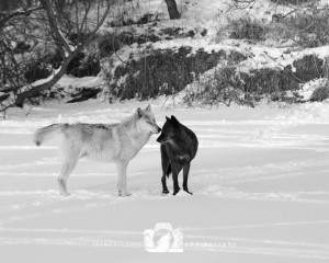 2016-01-12-035-JoFooWildlifePhotography-WolfPark-Wolves B&W WR