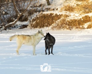 2016-01-12-035-JoFooWildlifePhotography-WolfPark-Wolves WR