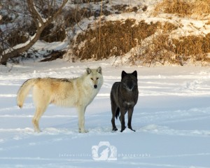 2016-01-12-036-JoFooWildlifePhotography-WolfPark-Wolves WR