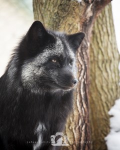 2016-01-22-009-JoFooWildlifePhotography-WolfPark-Foxes WR