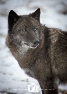 2016-01-22-021-JoFooWildlifePhotography-WolfPark-Wolves WR