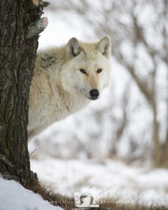 2016-01-22-022-JoFooWildlifePhotography-WolfPark-Wolves WR