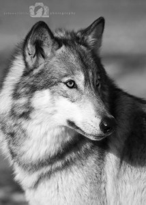 2016-01-23-006-JoFooWildlifePhotography-WolfPark-Wolves B&W WR
