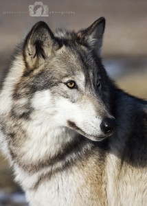 2016-01-23-006-JoFooWildlifePhotography-WolfPark-Wolves WR
