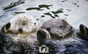2003-12-24-JoFoo-Wildlife-Photography-Animal-Ambassadors-VanAqua-Sea-Otters-Staying-Afloat WR