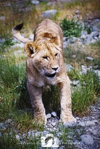 2003-12-24-JoFoo-Wildlife-Photography-Animal-Ambassadors-Zoo-Lion-Cub WR