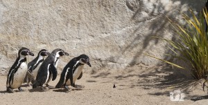 2010-05-08-JoFoo-Wildllife-Photography-Animal-Ambassadors-How-Nice-Of-You-To-Flutter-By WR