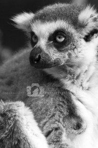 2014-04-23-JoFoo-Wildlife-Photography-Animal-Ambassador-Lemur WR