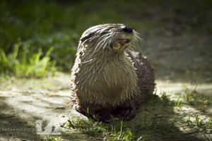 2014-04-23-JoFoo-Wildlife-Photography-Animal-Ambassador-Otter-Mouthful WR