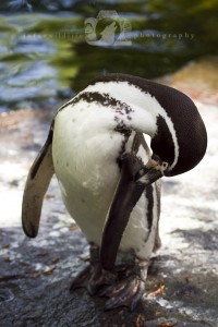 2014-04-23-JoFoo-Wildlife-Photography-Animal-Ambassador-Preening-Penguin WR