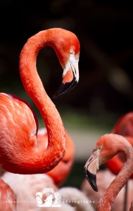 2014-04-23-JoFoo-Wildlife-Photography-Animal-Ambassador-Stunning-Flamingo WR