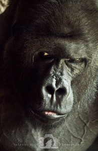 2014-04-23-JoFoo-Wildlife-Photography-Animal-Ambassadors-Almost-Human-Gorilla WR