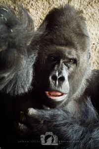 2014-04-23-JoFoo-Wildlife-Photography-Animal-Ambassadors-Itchy-Gorilla WR