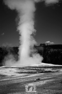 2011-08-03-001--JoFoo-Wildlife-Photography-Great-Outdoors-Yellowstone-Always-Faithfu B&W WR