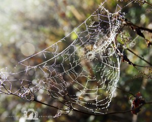 2011-11-06-001-JoFoo-Wildlife-Photography-Outdoors-Natures-Details-Web-Natures-Jewels WR