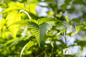 2012-03-15-JoFoo-Wildlife-Photography-Outdoors-Natures-Details-Green-Leaves WR