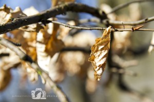 2012-03-24-JoFoo-Wildlife-Photography-Outdoors-Natures-Details-All-the-leaves-are-brown WR