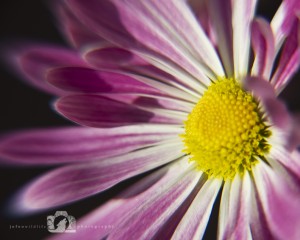 2012-04-26-001-JoFoo-Wildlife--Photography-Natures-Details-Pink-Daisy-Macro WR
