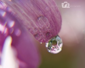 2012-05-04-002-JoFoo-Wildlife-Photography-Natures-Details-Pink-Daisy-Macro WR