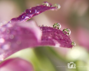 2012-05-07-003-JoFoo-Wildlife-Photography-Natures-Details-Pink-Daisy-Macro WR