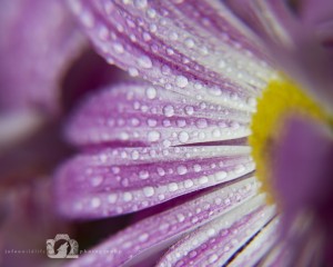 2012-05-16-004-JoFoo-Wildlife-Photography-Natures-Details-Pink-Daisy-Macro WR