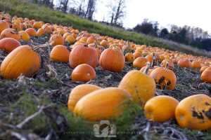 2013-10-26-009-JoFoo-Wildlife-Photography-Outdoors-Natures-Details-WCMT-Pumpkin-Patch WR