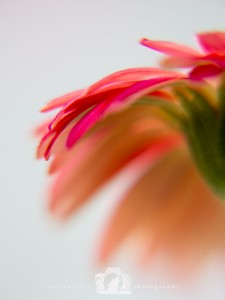 2014-02-27-Jo-Foo-Wildlife-Photography-Natures-Details-Pink-Details WR