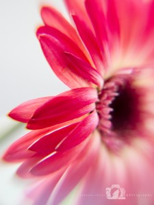 2014-02-27-Jo-Foo-Wildlife-Photography-Natures-Details-Pink-Gerbera WR