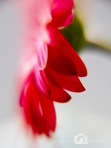 2014-02-27-Jo-Foo-Wildlife-Photography-Natures-Details-Pink-Petals WR