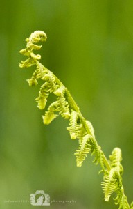 2014-06-05-Jo-Foo-Wildlife-Photography-Natures-Details-Fern-Green-Curls WR