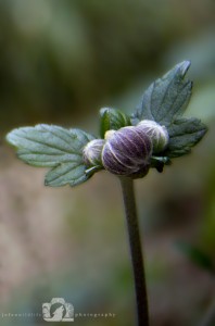 2014-07-20-Jo-Foo-Wildlife-Photography-Natures-Details-Flower-Bud WR