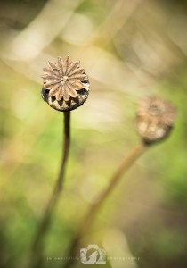 2014-09-07-Jo-Foo-Wildlife-Photography-Natures-Details-Old-Poppy WR