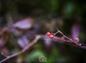 2015-01-11-JoFoo-Wildlife-Photography-Outdoors-Natures-Details-Minimalist-Red-Berries WR