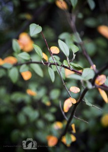 2015-01-12-JoFoo-Wildlife-Photography-Outdoors-Natures-Details-Green-&-Gold-Leaves WR