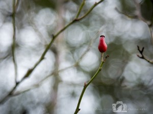 2015-01-13-001-JoFoo-Wildlife-Photography-Outdoors-Natures-Details-Berry WR