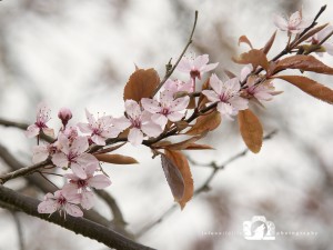 2015-04-06-JoFoo-Wildlife-Photography-Outdoors-Natures-Details-Spring-Blossoms WR