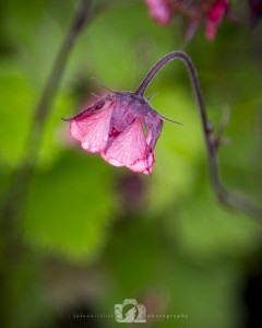 2015-06-21-001-JoFoo-Wildlife-Photography-Outdoors-Natures-Details-Little-Drop-of-Rain WR