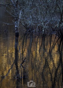 2013-03-16-001--JoFoo-Wildlife-Photography-Knapdale-Forest-Golden-Trees WR