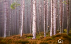 2014-11-25-001-Jo-Foo-Wildlife-Photography-Landscape-Outdoors-Northshots-Forest WR